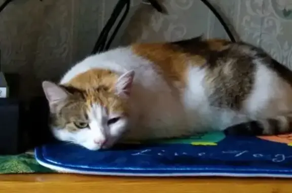 Потерянные животные Москва, фото: Пропала кошка на улице Алексея Свиридова, 1