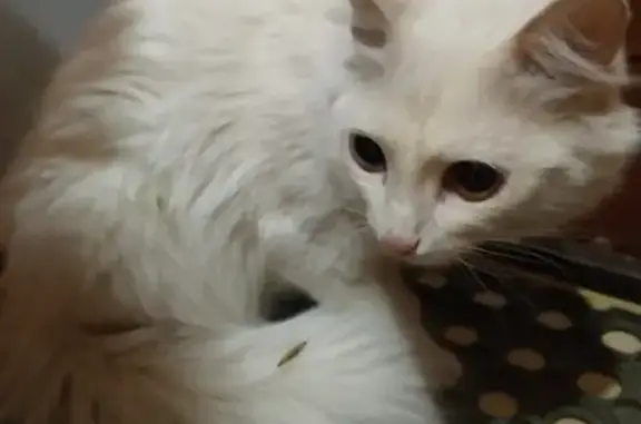Найдена кошка в Перми, упитанная, с разными глазами.