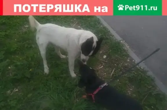 Найдена собака в Орехово-Зуево на ул. Мадонской