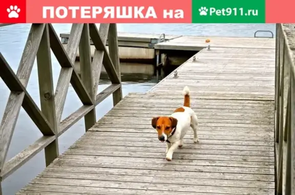 Пропала собака Макс в поселке Колосково, Приозерский район