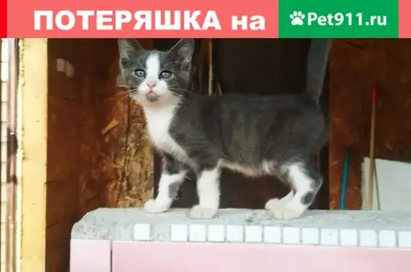 Пропала кошка на ул. Лермонтова, Тверь