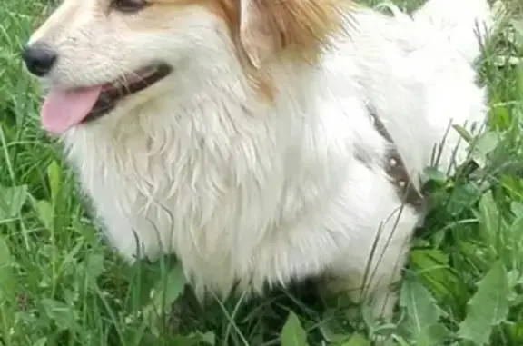 Найдена собака в Самаре https://vk.com/tjjtt