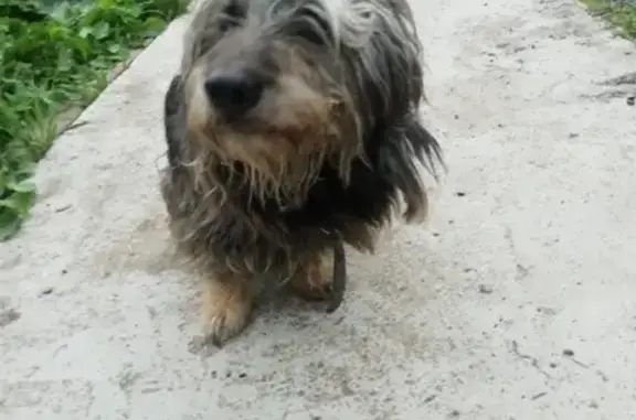 Найдена собака, Русско-Высоцкое сельское поселение, фото: Найдена собака в ЛО, Русско-Высоцкое.