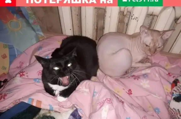 Пропала черно-белая кошка с розовым ошейником в Березниках