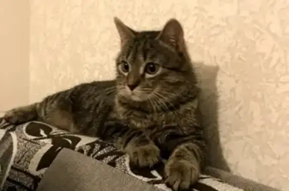 Кошки потеряшки, Куликово, фото: Потеряшка кот Тихон в поселке Куликово, Зеленоградский городской округ