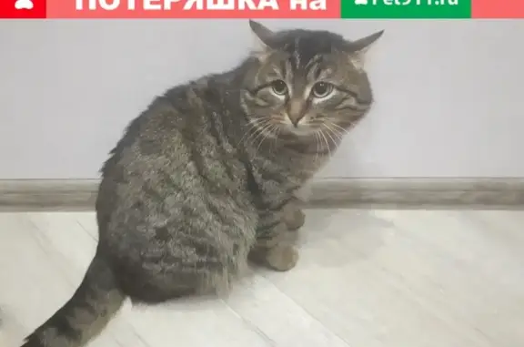 Пропал кот на ул. Победы 26 в Лесном, Свердловская область