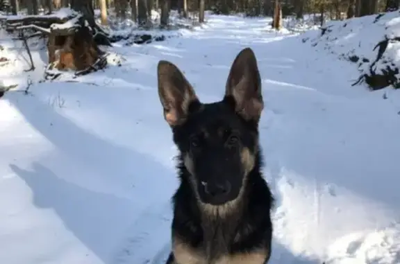 Собаки потеряшки, Псков, фото: Потеряшка собака в Летнем районе (Руф)