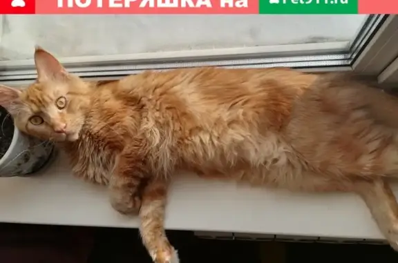 Пропал кот Марс в районе МЭЗ-Михнево!