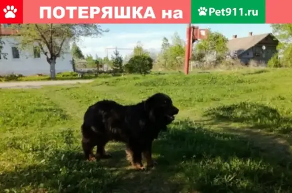 Собака найдена в д. Лапино, Вязниковский район, Владимирская область