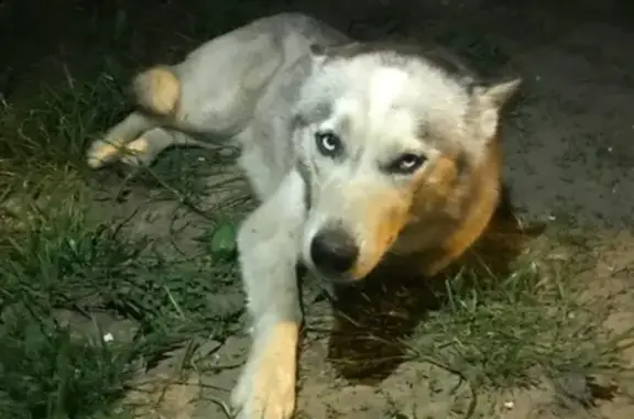 Найдена собака в Казани, Посёлок Северный