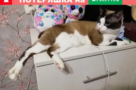 Кошки потеряшки, Москва, фото: Потеряшка кот Кирюша, вознаграждение! 🐱👀