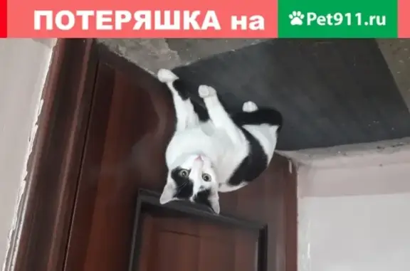 Кошка найдена в Сургуте, ул. Бажова, 21, п. 1