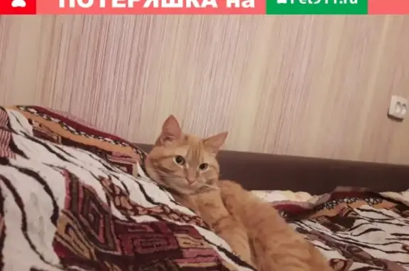 Пропала кошка в Архангельске, Советская улица, 31