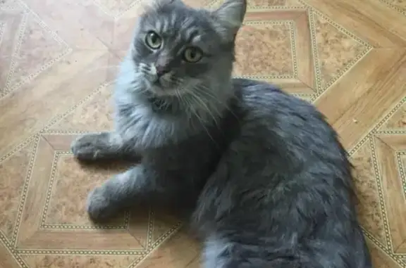 Найдена кошка в районе Молодёжной, Брянск