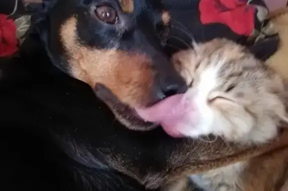 Собаки потеряшки, Кострома, фото: Потеряшка собака на ул. Лесная, нужна помощь!