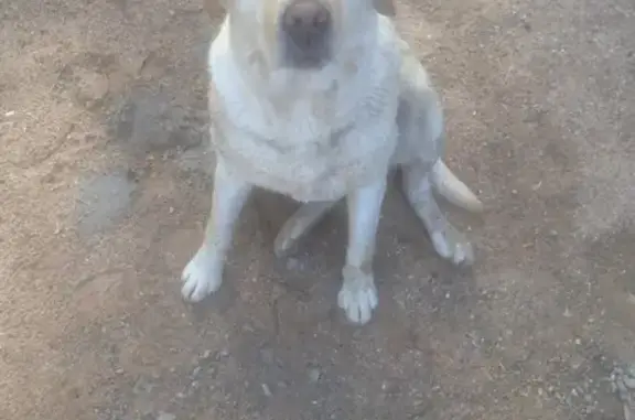 Найдена собака в Кашарово!
