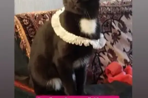 Кошки потеряшки, Ульяновск, фото: Потеряшка кот в Отрадной, помогите!