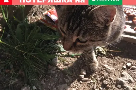 Найдена кошка на пр. Острякова