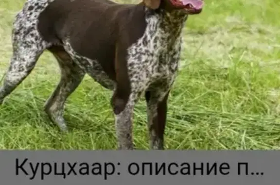 Собака найдена в районе Цирка, Ставрополь.