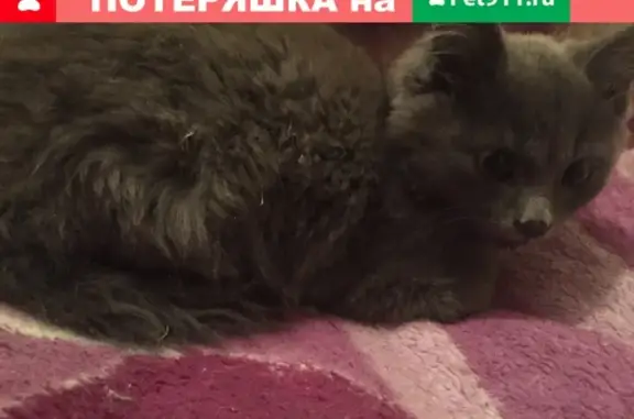 Найден серый котенок на вокзале в Новокузнецке