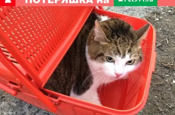 Найден кот в переноске в Мурманске, нужна передержка