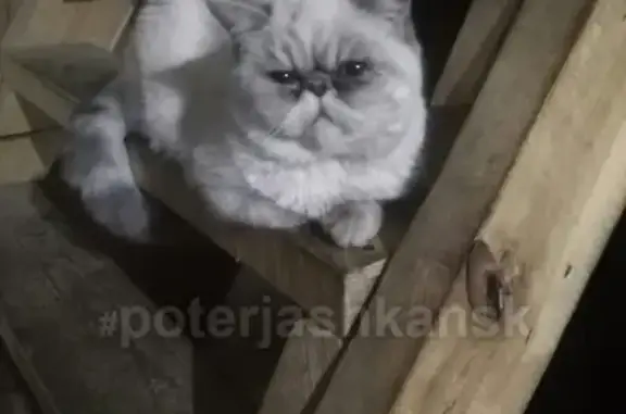 Пропала кошка в Кировском районе (малое кривощеково)