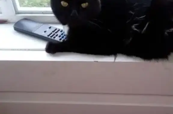 Кошки потеряшки, Новосибирск, фото: Потеряшка кошка Боня в дачном обществе рядом с посёлком Кошево (Новосибирск)