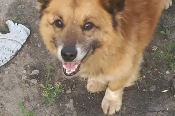 Найден рыжий пёс возле моста на Сумской, ищем хозяев