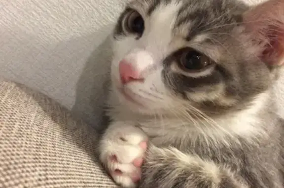 Кошки потеряшки, Подгорное, фото: Потеряшка кот в Подгорном, Липецкая область