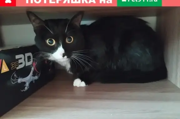 Найден черный кот (Вильгельма де Геннина 37, Екатеринбург)