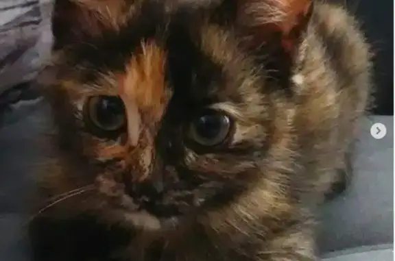 Кошки потеряшки, Ижевск, фото: Потеряшка кошка на Воткинском шоссе - ищем Скрипку!