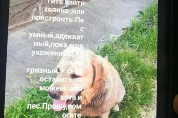 Найден лабрадор в Краснодарском крае