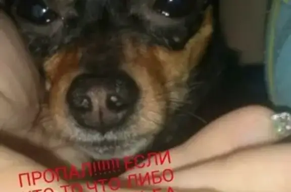 Пропала собака в Усть-Илимске, вознаграждение гарантировано!