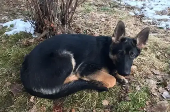 Собаки потеряшки, Псков, фото: Потеряшка собака Руф в районе Летнего сада, вознаграждение гарантируем!
