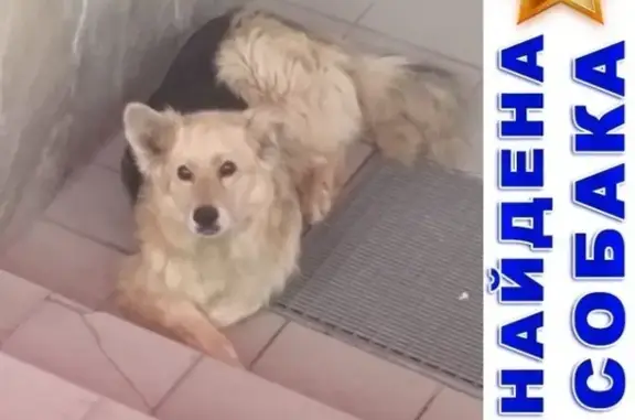 Найдена собака с поврежденной лапой в Кургане