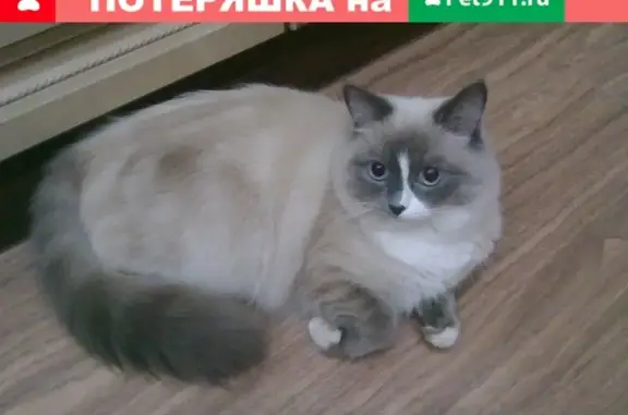 Кошки потеряшки, Дылдино, фото: Потеряшка кошка в районе д. Дылдино, Московская обл.