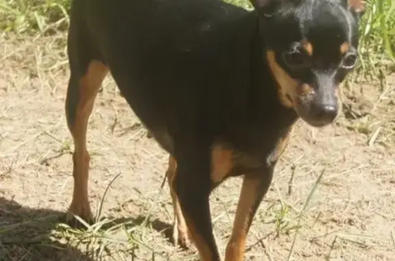 Собаки потеряшки, Тверь, фото: Потеряшка собака в д. Мермерины, Тверская обл.