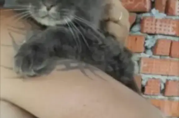 Кошки потеряшки, Коробчеево, фото: Потеряшка кот мейн-кун в Коробчеево, Коломенский район