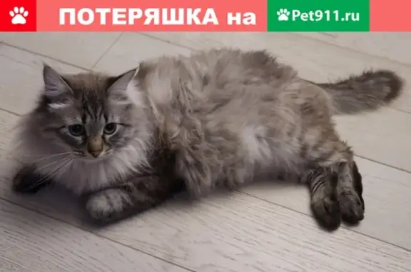 Пропал кот в Электроуглях, ул. Первомайская, 61