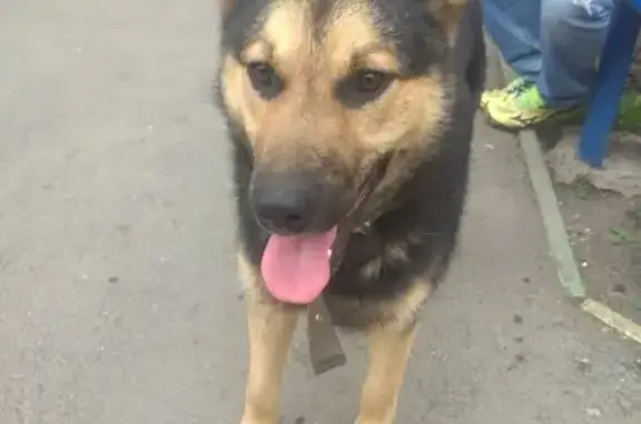 Найдена собака на ул. Красного Урала