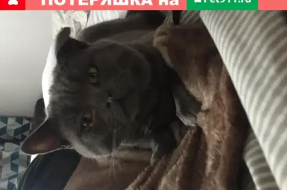 Пропала кошка в Октябрьском районе Красноярска с раненым ушком и зеленым ошейником