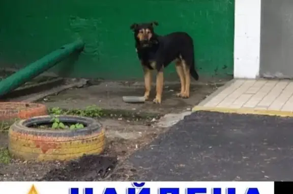 Найдена собака на Голубинской улице, ищем хозяина