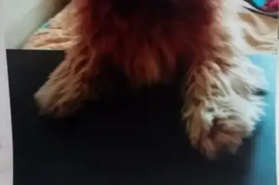 Потерянные животные Анапа, фото: Пропала собака Баксик в Анапе, нужна помощь!