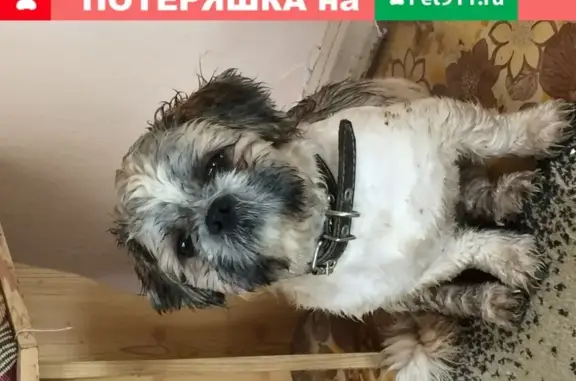 Найден пёс в СНТ Энергетик, Волжский