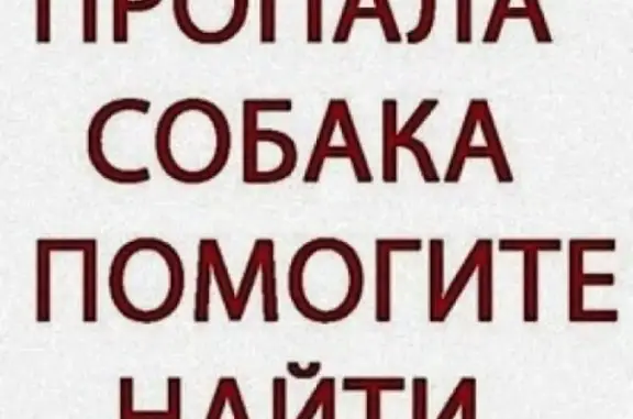 Собаки потеряшки, Пенза, фото: Потеряшка собака Шарпей в пос. Мичуринский, Пензенская обл. (ул. Анатолия Макарова, 29)
