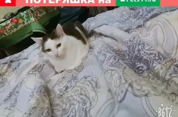 Пропала кошка Коржик на ул. Черновицкая 13, Роща, Рязань.