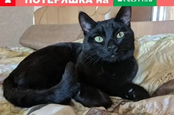 Пропал черный кот по адресу Труда 33, Б. Горево