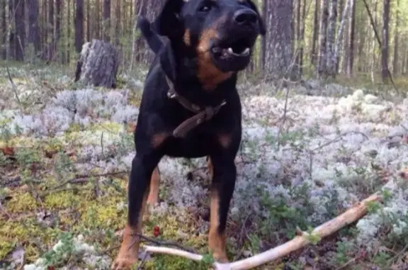 Пропала собака Фокс в районе совхозных полей, Вуктыл, Республика Коми.