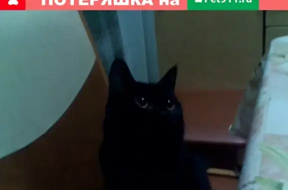 Пропала кошка в Советске: ПРОПАЛ КОТ!