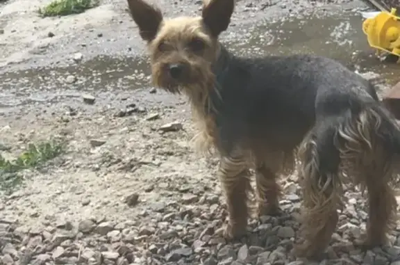 Найдена собака Йоркширский терьер в с. Доброе, Крым